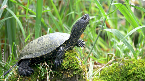 Turtle. sitting on a river stone photo