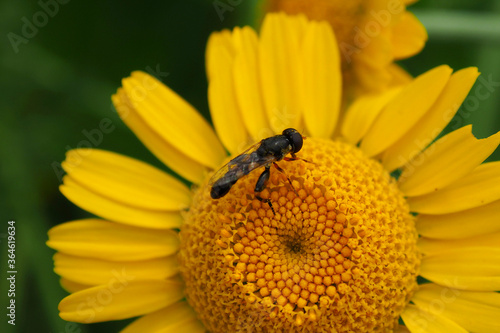 Fly collect pollen from flower. Insect in the season of honey collecting nectar. © maestrovideo