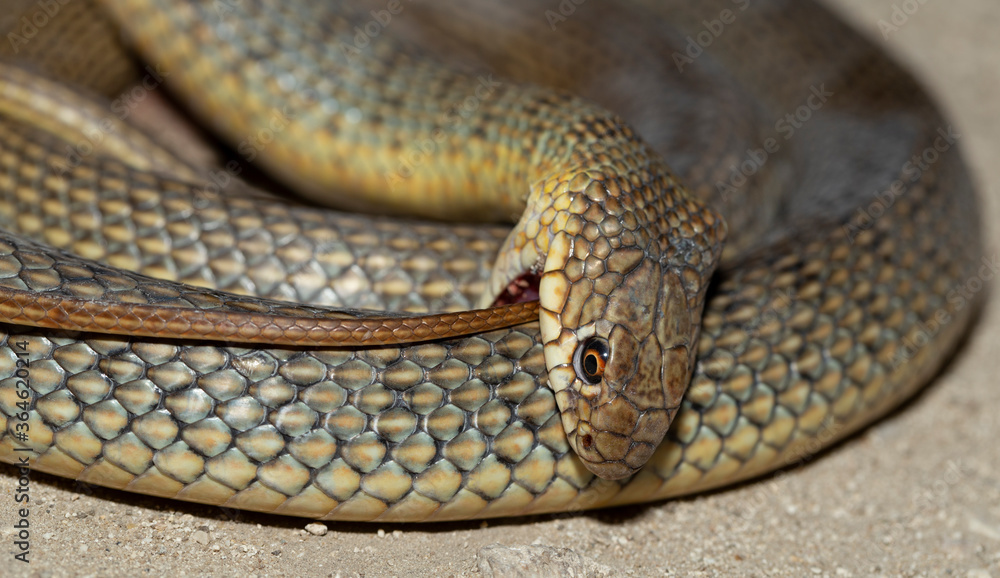 The snake bites itself. Caspian whipsnake (caspius) also known as the large whipsnake. The snake bites itself. Caspian whipsnake (caspius) also known as the large whipsnake.
