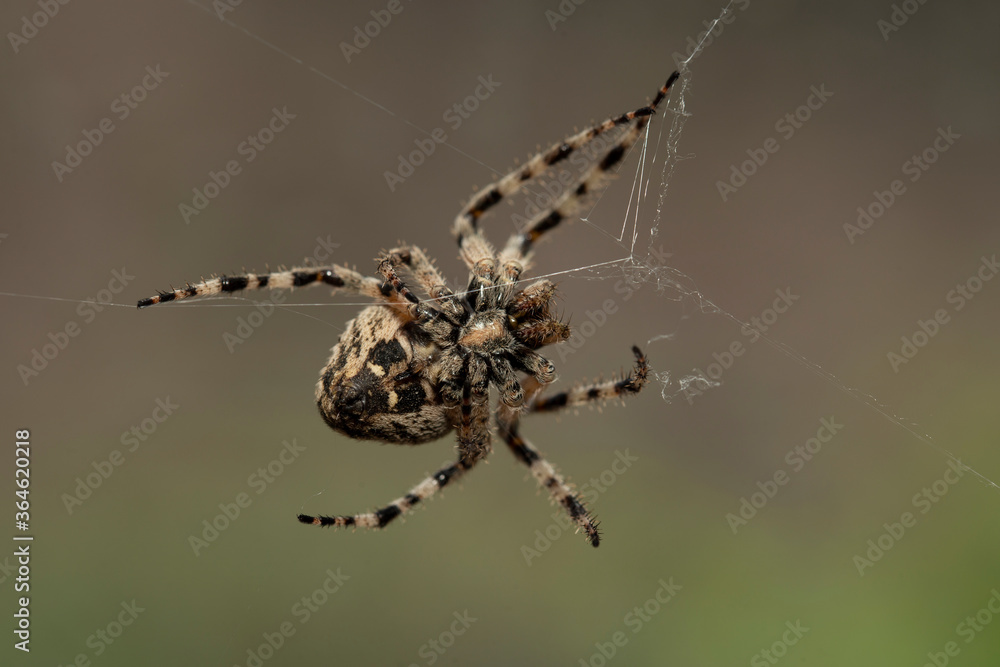 Araneus circe is a genus of common orb-weaving spiders. Araneus circe is a genus of common orb-weaving spiders.