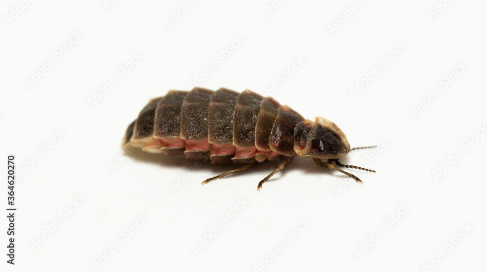 Lampyridae Lampyris noctiluca the common glow-worm Europe. Female Firefly. Lampyridae Lampyris noctiluca the common glow-worm Europe. Female Firefly.
