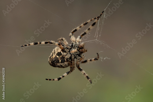 Araneus circe is a genus of common orb-weaving spiders.
