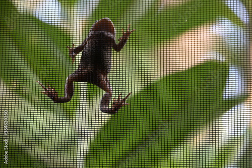 Frog climbing up window screen 