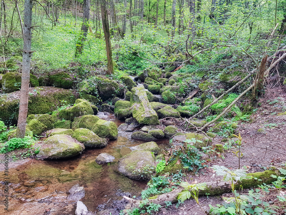 Nature in Black Forest. Germany.Europe Nature in Black Forest. Germany.Europe