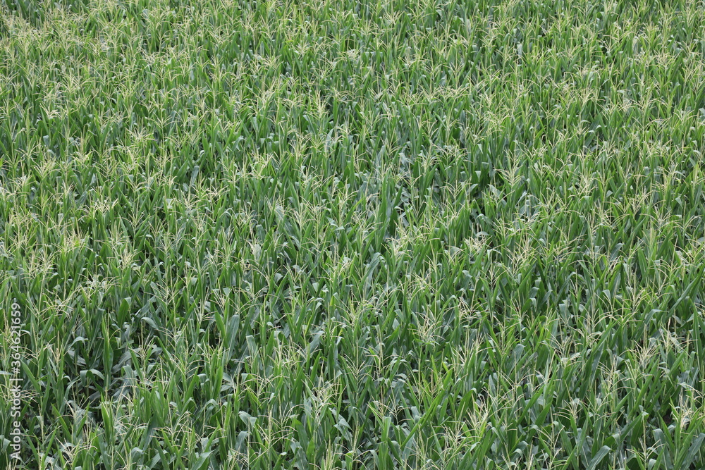 Cornfield at tassel Cornfield at tassel