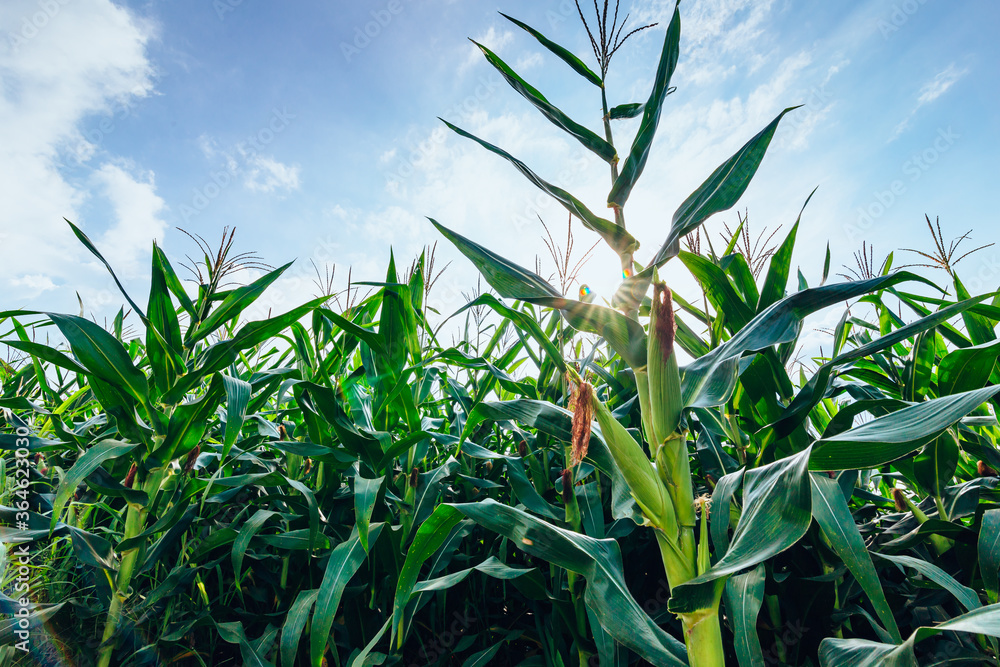 Corn planted in corn field and blue sky. Corn planted in corn field and blue sky.