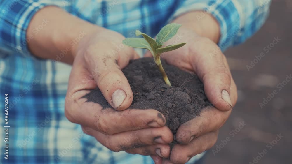 Farmer hand holding a fresh young plant sunflower. man hands holding soil dirt a green young plant. eco farming Symbol of spring and ecology new life and environmental conservation concept. male Farmer hand holding a fresh young plant sunflower. man hands holding soil dirt a green young plant. eco farming Symbol of spring and ecology new life and environmental conservation concept. male