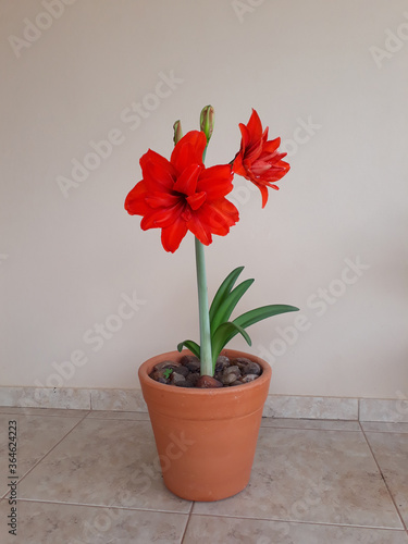 Flor no caso