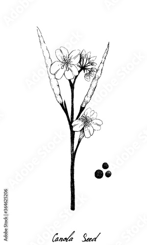 Illustration of Hand Drawn Sketch Canola Flowers, Pod and Seeds on A Plant, Source of Vegetable Oil and Protein Meal in The World.
