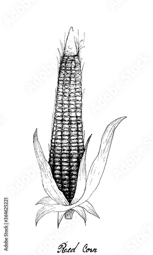 Illustration Hand Drawn of Red Corn or Maize with Husk and Silk. Symbolic Plant to Show The Signs of Autumn Season. 
