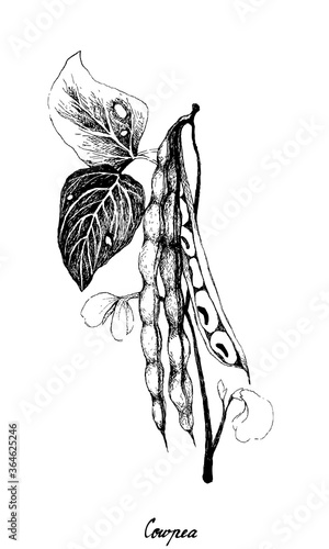 Vegetable and Herb, Illustration of Hand Drawn Sketch Cowpea or Vigna Unguiculata Plant with Podd and Seed, Good Source of Dietary Fiber, Vitamins and Minerals.
