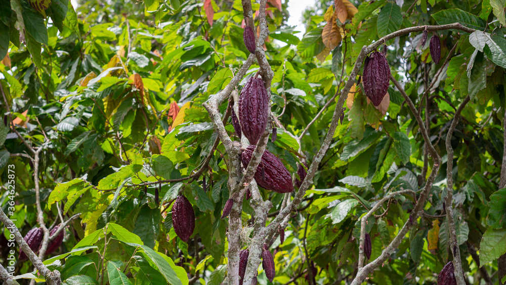 Photograph of a cocoa crop with many fruits Photograph of a cocoa crop with many fruits