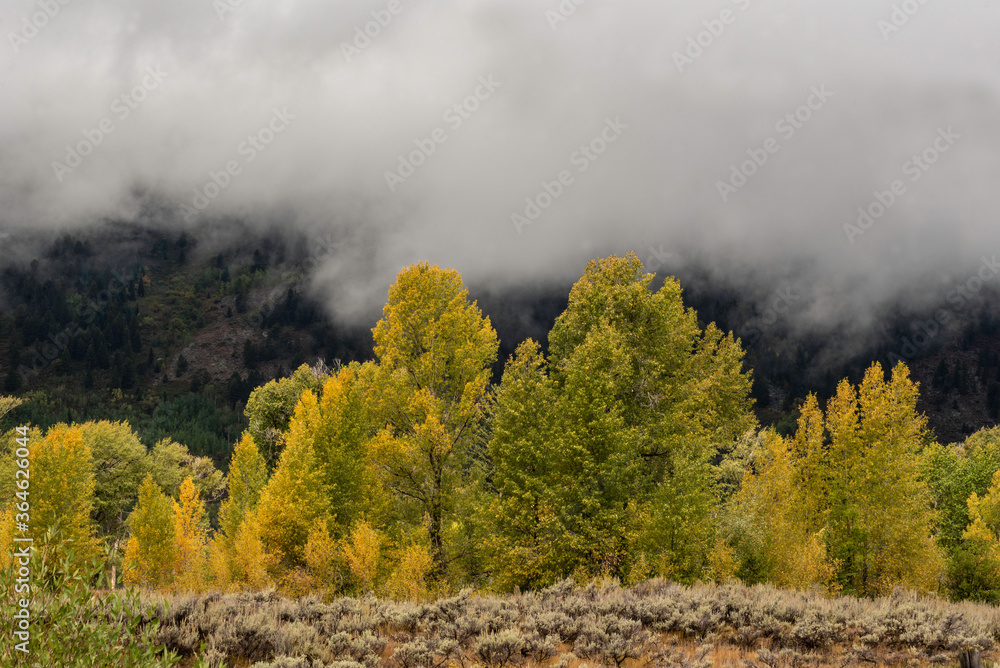 Fototapeta premium Yellow Aspen Trees under a cloudy sky in fall season.
