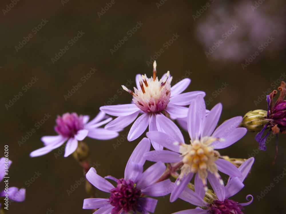 Foto Fairylike Flowers