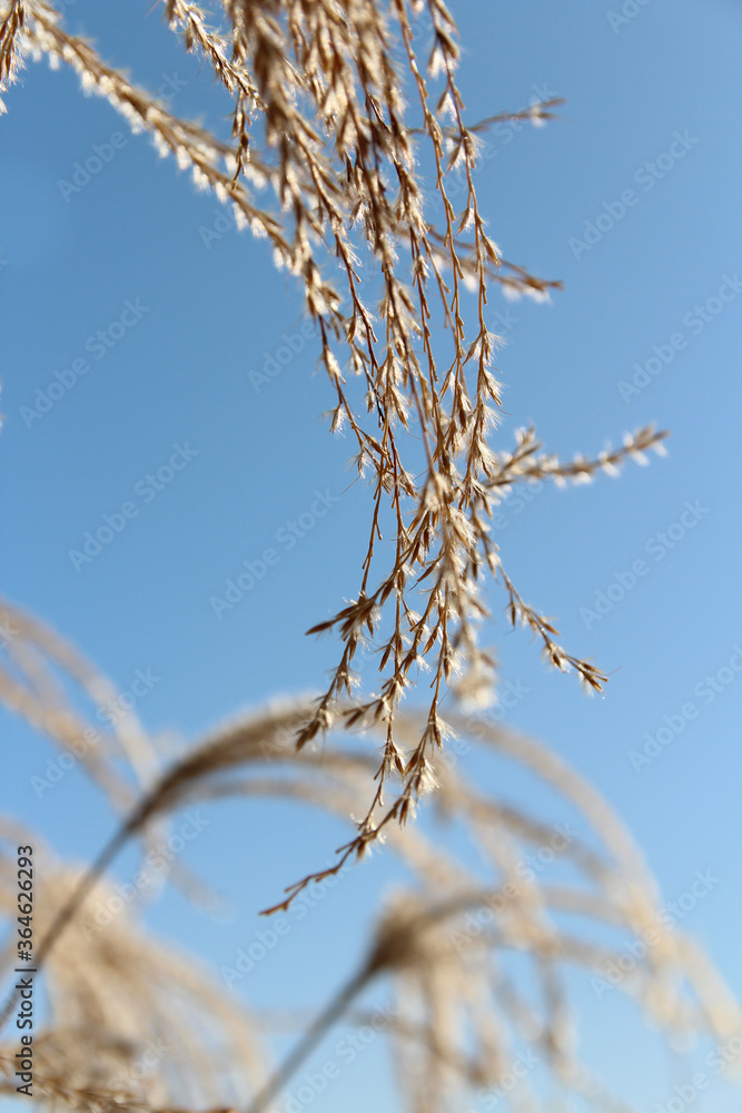 Pampas grass against clear blue sky in autumn, South Korea