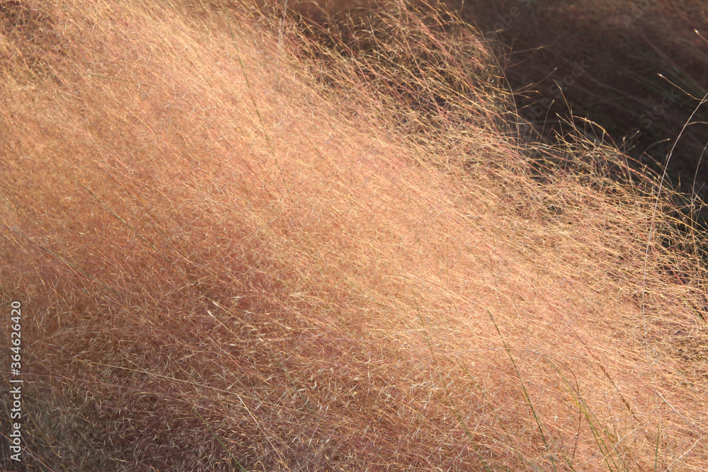 Close up of Pink Muhly Grass in autumn, South Korea Close up of Pink Muhly Grass in autumn, South Korea