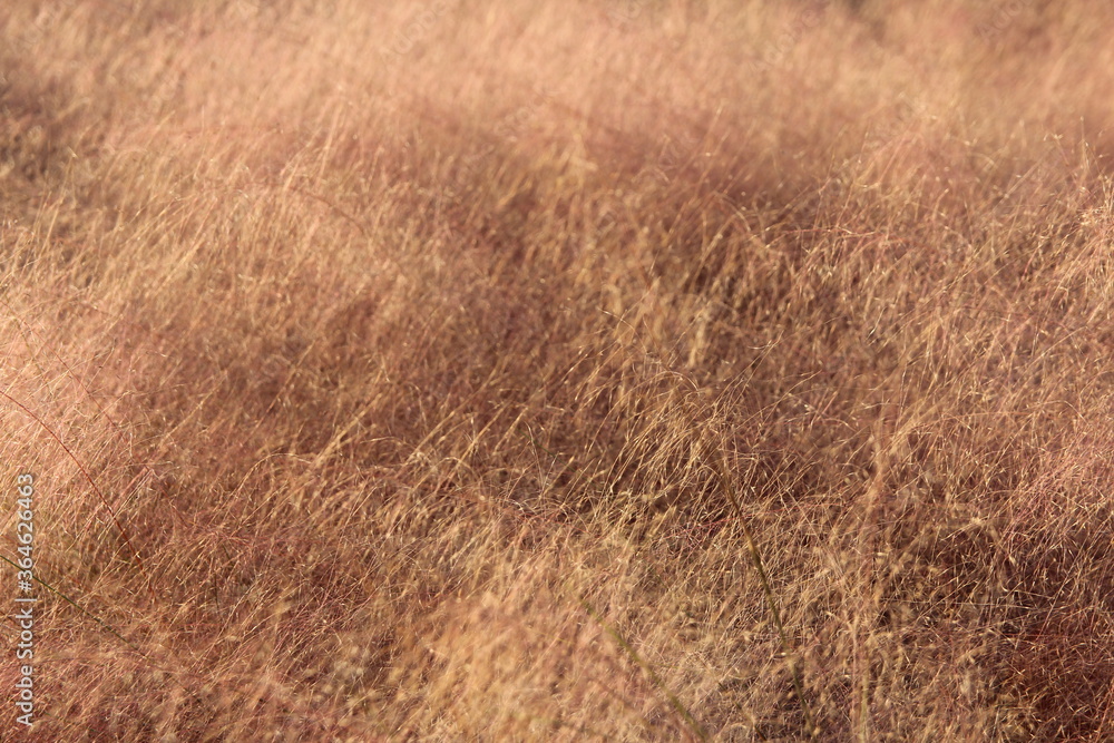 Close up of Pink Muhly Grass in autumn, South Korea Close up of Pink Muhly Grass in autumn, South Korea