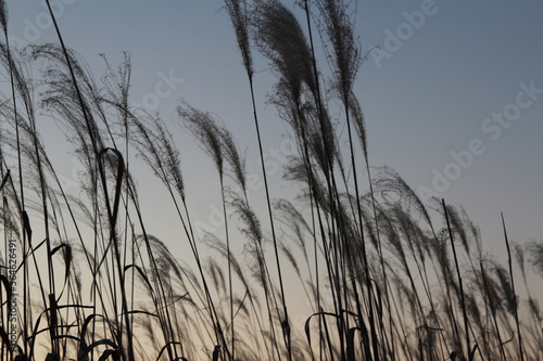 Pampas grass during the sunset in autumn, South Korea