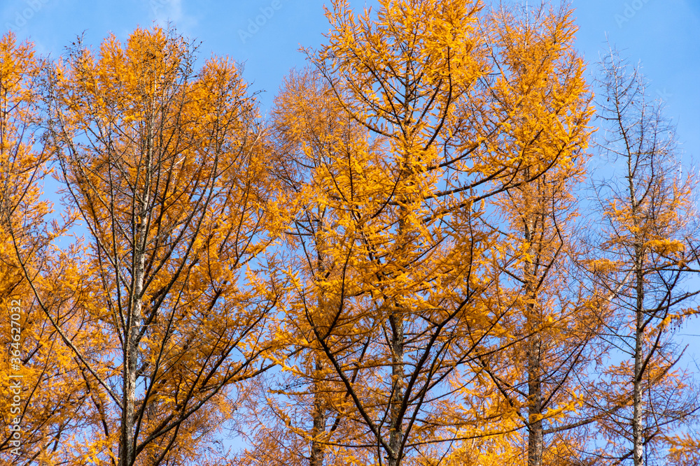 Leaves of tree are become orange in autumn in Nagano prefecture, JAPAN. Leaves of tree are become orange in autumn in Nagano prefecture, JAPAN.