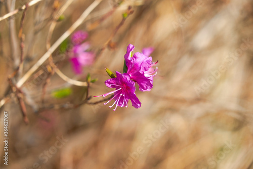 Rhododendron daursky, Ledum lat. Rhododendron dauricum, purple flower, Far East, botany, plant, wildflower, morning, spring, May, flower on a shrub