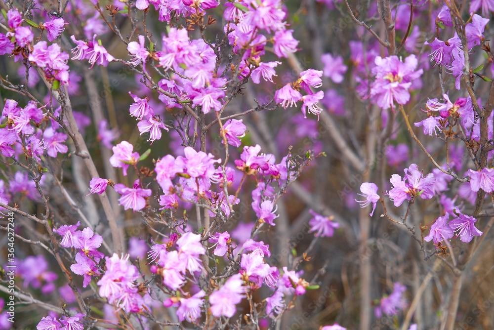 Obraz premium Rhododendron daursky, Ledum lat. Rhododendron dauricum, close up, purple flower, Dauria, Far East