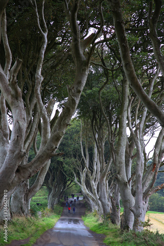 The Dark Hedges is an avenue of beech trees along Bregagh Road between Armoy and Stranocum in County Antrim  Northern Ireland