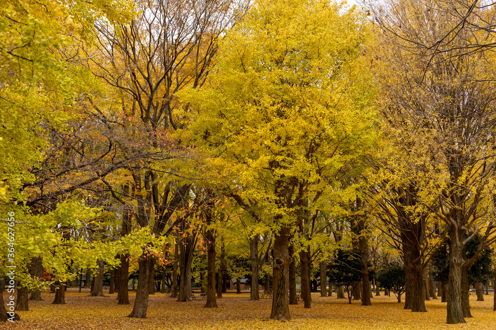 日本の四季　紅葉の季節