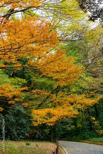 Fototapeta Naklejka Na Ścianę i Meble -  日本の四季　紅葉の季節