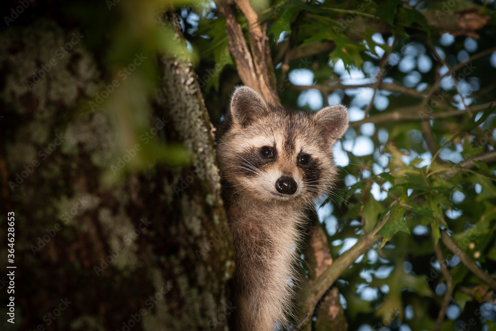 Raccoon in a tree