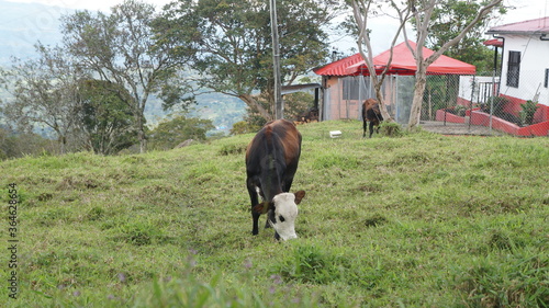 People, cow and hourses in Puente Nacional, Santander, Colombia