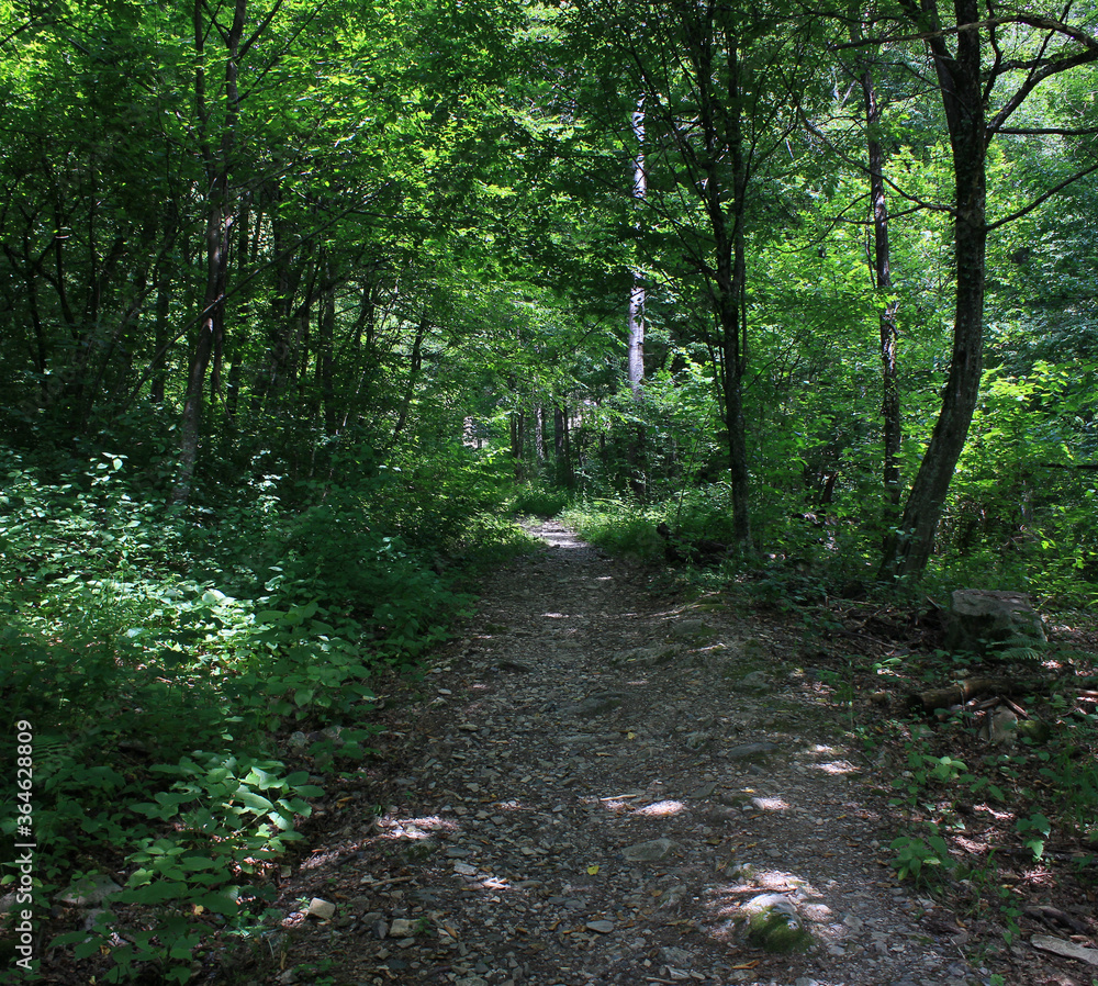 Fototapeta premium Path in green mountain forest 