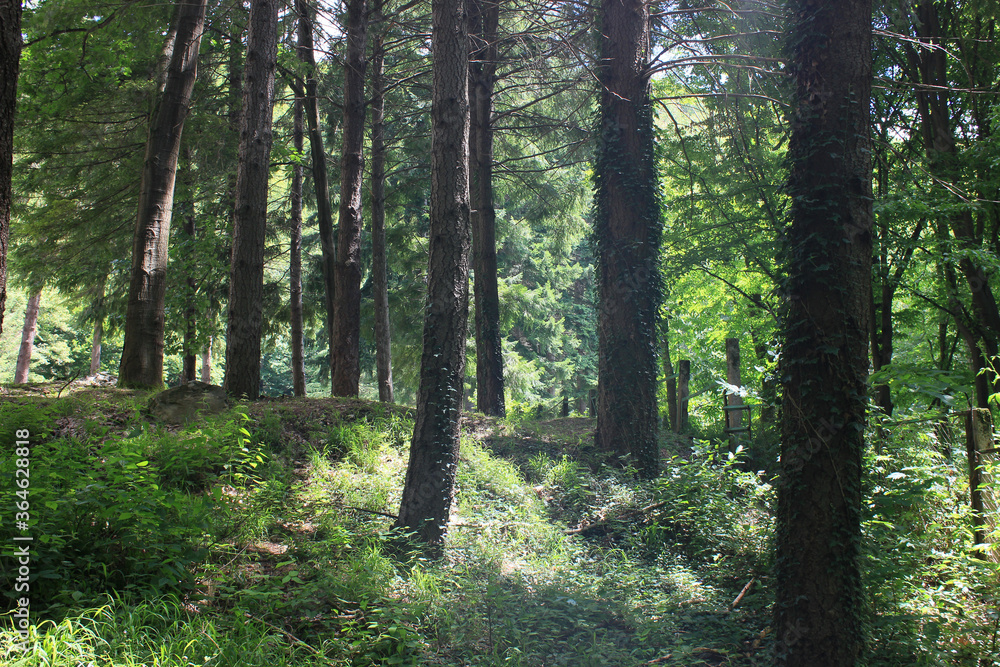 Green forest with tall trees Green forest with tall trees