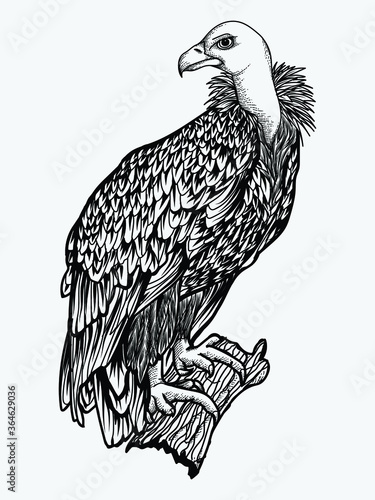 tattoo and t-shirt design black and white hand drawn illustration vulture bird condor premium vector