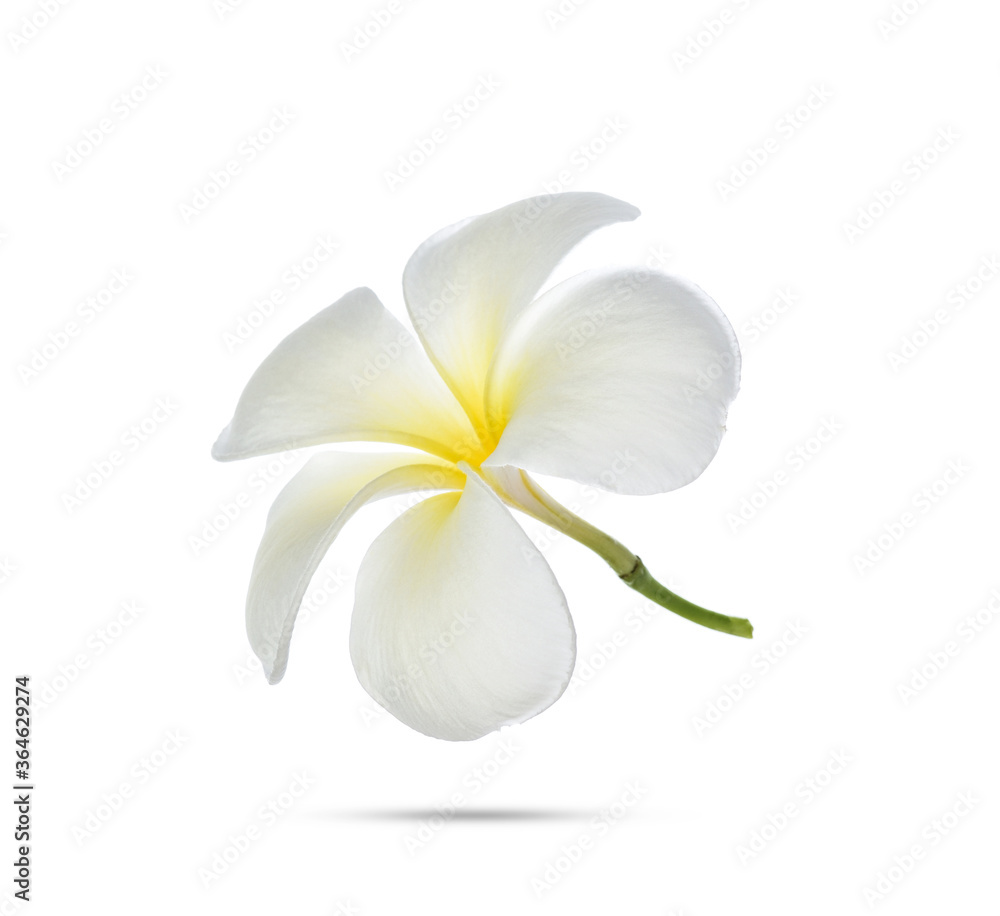Fototapeta premium Frangipani flower on white background