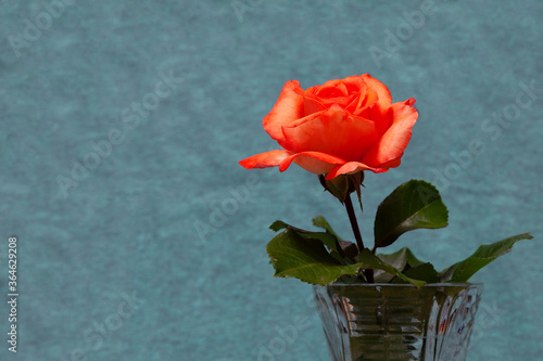 Fototapeta Naklejka Na Ścianę i Meble -  A rose flower with a large pink bud stands in a glass vase on a blurred background