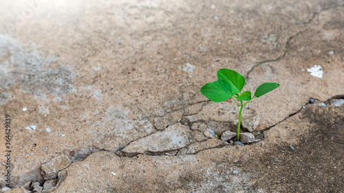 Foto Ecology concepts The seedlings sprout on the cracked cement floor