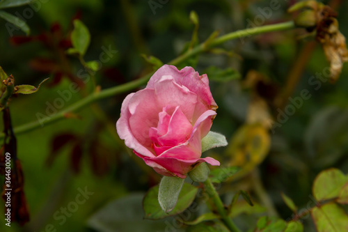 Pink roses that are blooming among other withered flowers In the heat of the sun