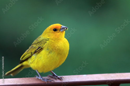 Pphoto of a Saffron Finch (Sicalis flaveola) perched on a green lawn background in the city photo