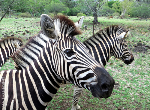 striped black and white zebras on a blury green background