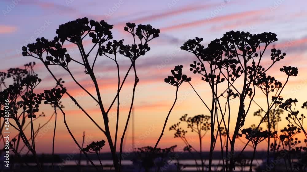 Lake Superior Sunset in Ashland Wisconsin. Great view of dancing brush silhouettes, as they dance across the evening sky. Lake Superior Sunset in Ashland Wisconsin. Great view of dancing brush silhouettes, as they dance across the evening sky.