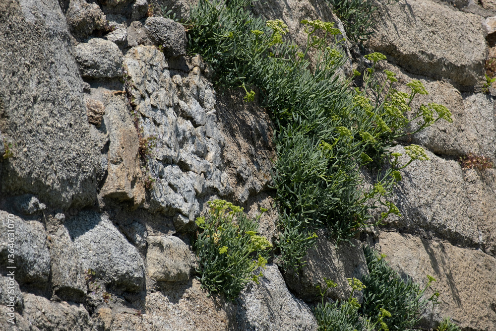Obraz premium Plants growing in cracks in old stone wall of Napoleonic fort in Povoa de Varzim, Portugal. Close up.