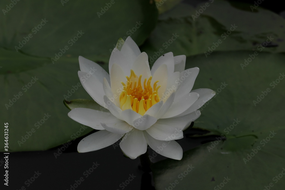 白い睡蓮のクローズアップ
