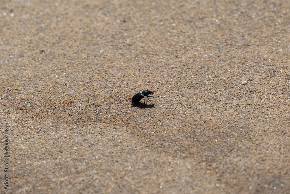 Small black beetle walking on brown asphalt. Close up, shallow depth of field. Small black beetle walking on brown asphalt. Close up, shallow depth of field.