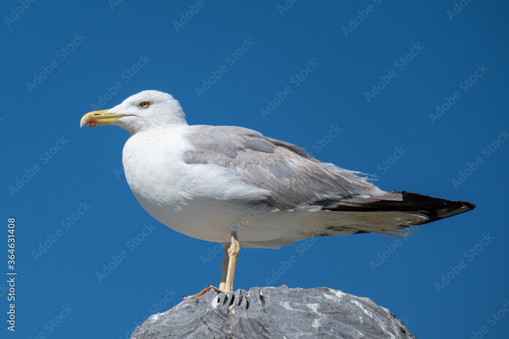 White seagull standing on rock at beach on a bright sunny day with blue sky White seagull standing on rock at beach on a bright sunny day with blue sky