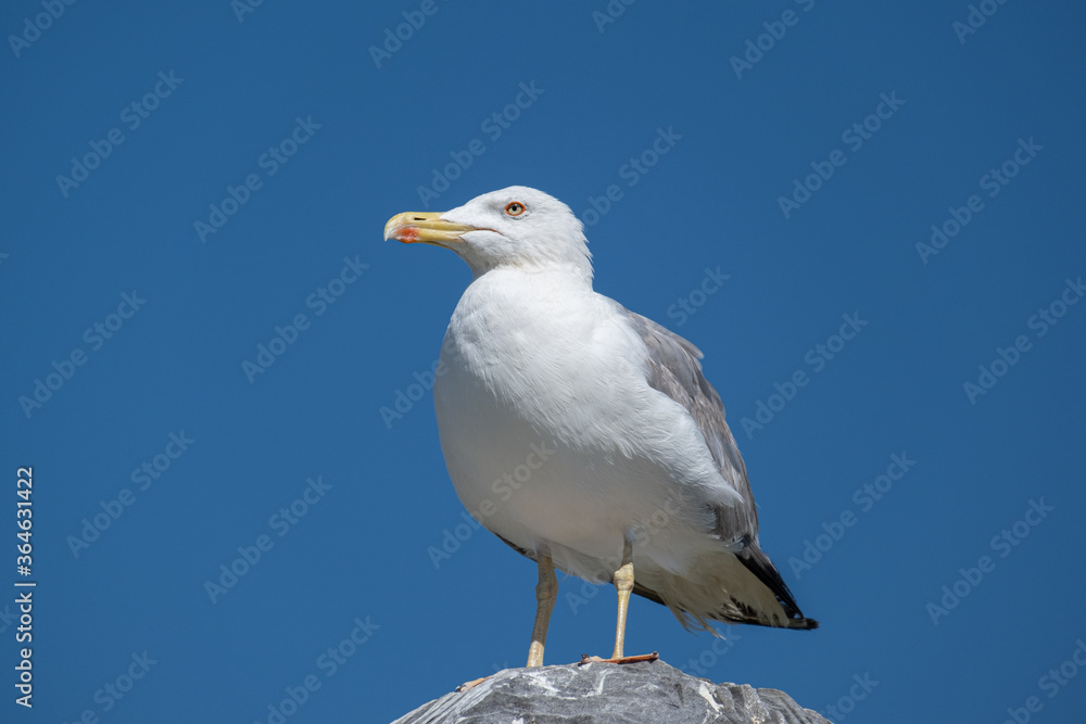 White seagull perched on top of a rock in summer against blue sky White seagull perched on top of a rock in summer against blue sky
