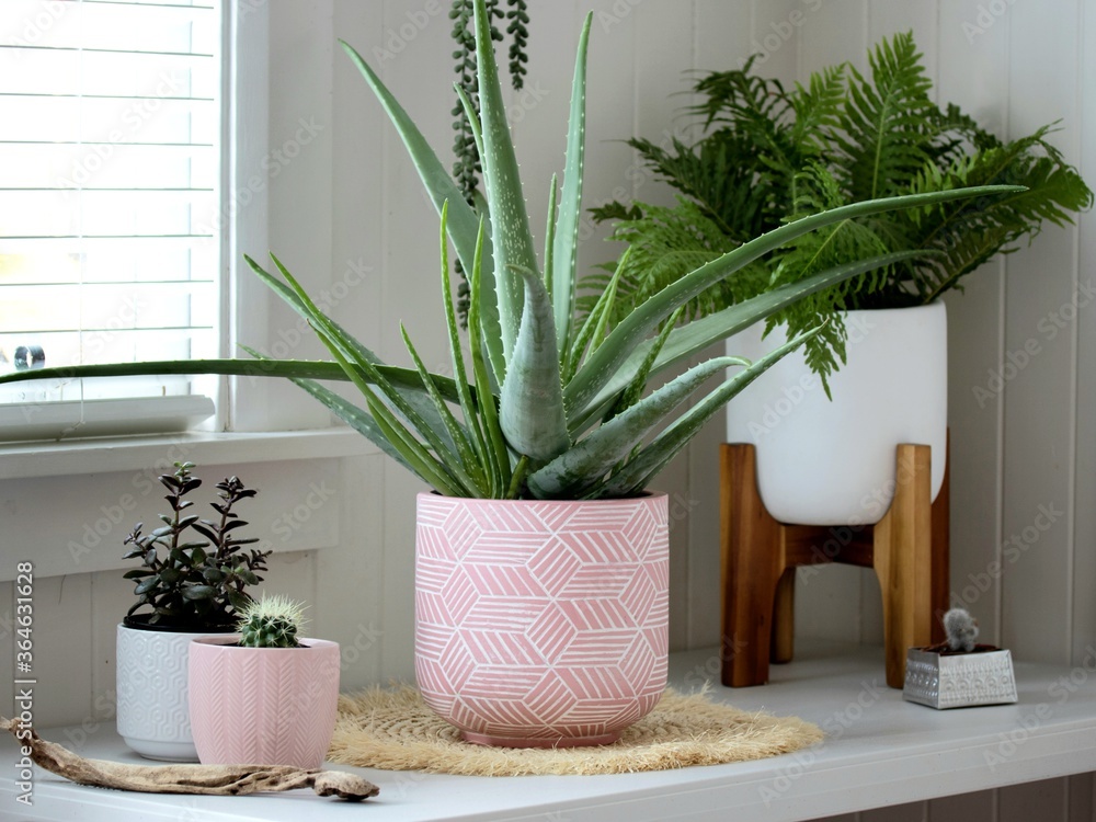 Group of indoor house potted plants in a pots - obrazy, fototapety, plakaty 
