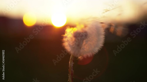 MACRO, DOF, LENS FLARE, COPY SPACE: Cinematic shot of wind blowing away a fluffy dandelion blossom at sunrise. Golden sunset shines on dandelion getting its seeds swept off by the warm summer breeze. photo