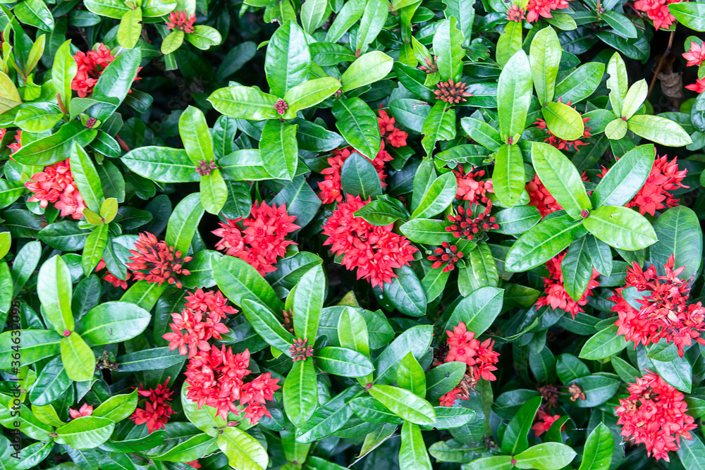 close-up of red needle flower, needle flower with green leaves background close-up of red needle flower, needle flower with green leaves background