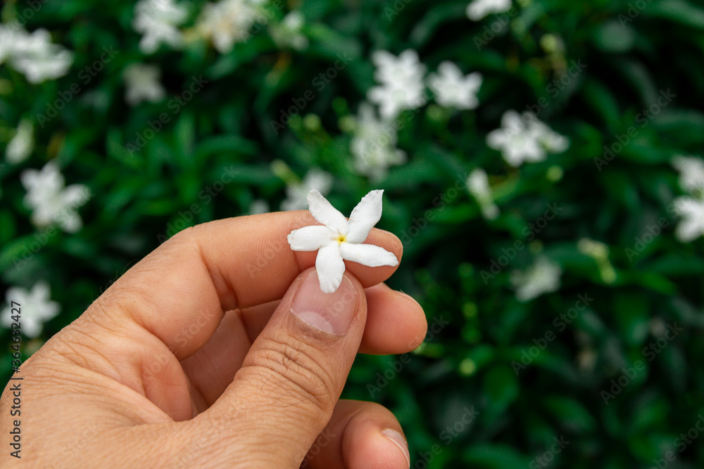 Gardenia jasminoides flower is a small white flower with green leaves with a beautiful delicate fragrance.