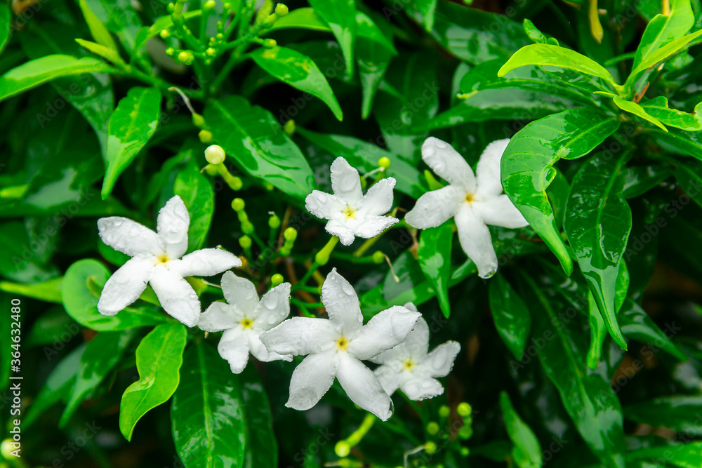 Gardenia jasminoides flower is a small white flower with green leaves with a beautiful delicate fragrance. Gardenia jasminoides flower is a small white flower with green leaves with a beautiful delicate fragrance.